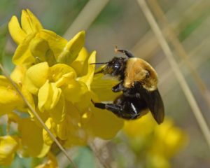 native bee on golden banneere