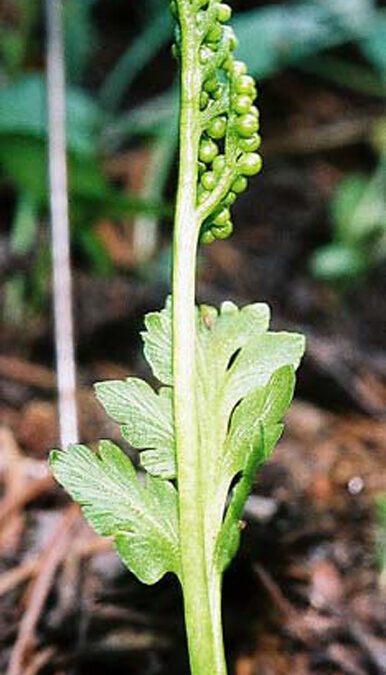 Pinnate Moonwort (Botrychium pinnatum)