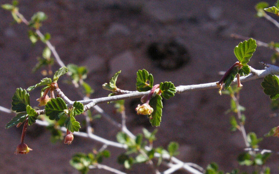 Birchleaf Mountain Mahogany (Cercocarpus montanus)