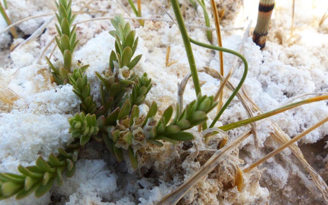 Sea Milkwort (Glaux maritima)