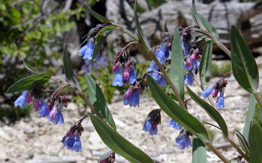 Sagebrush Bluebells (Mertensia oblongifolia)