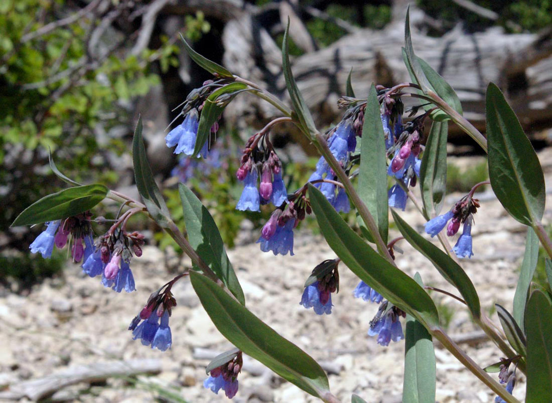 Prairie Bluebells (Mertensia oblongifolia) a photo of several stems of blue prairie bluebell flowers