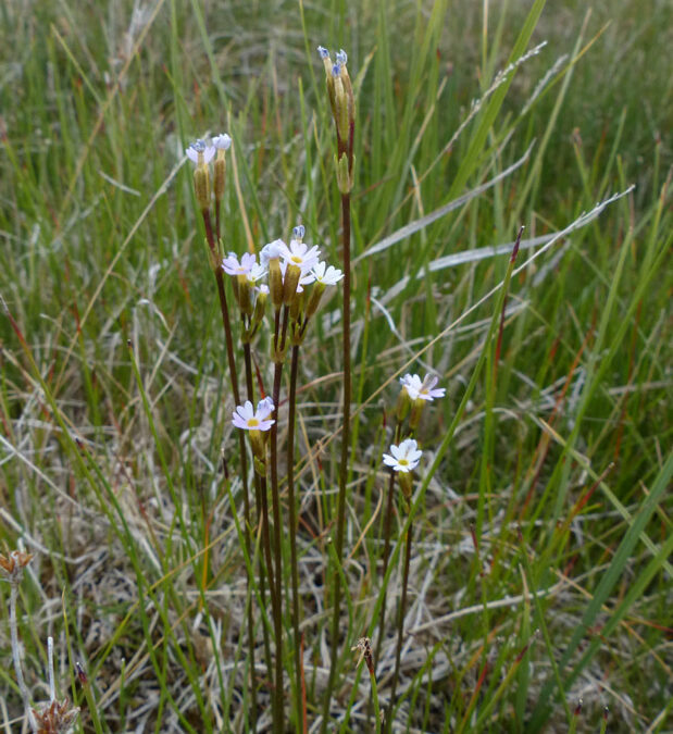 Greenland Primrose (Primula egaliksensis)