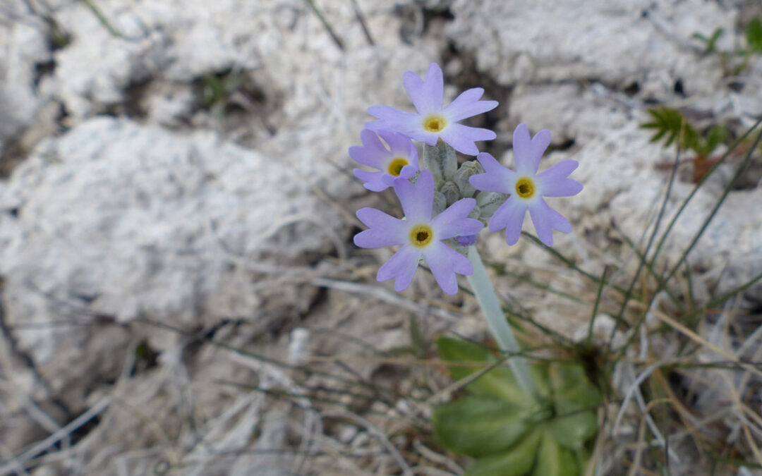 Silvery Primrose (Primula incana)