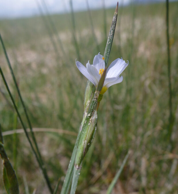 Pale Blue-eyed Grass (Sisyrinchium pallidum)