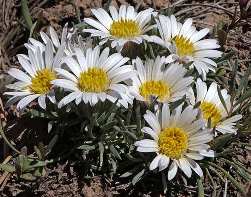 a photo of a clump of stemless easter daisies