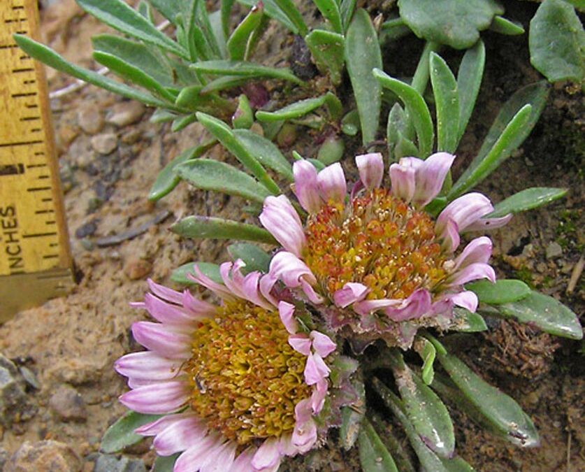 Rothrock’s Easter Daisy (Townsendia rothrockii)