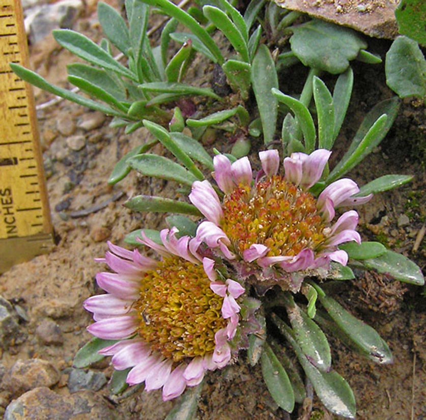 a photo of two pink rothrock's easter daisies