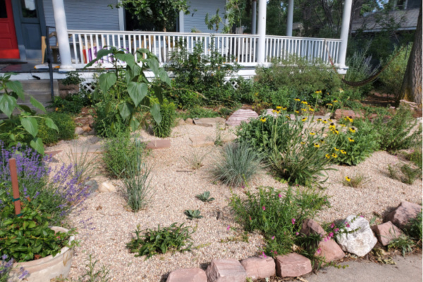 native plants in front yard