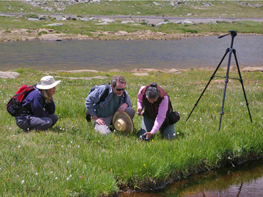 a photo of David Anderson and CNHPP staff studying carex