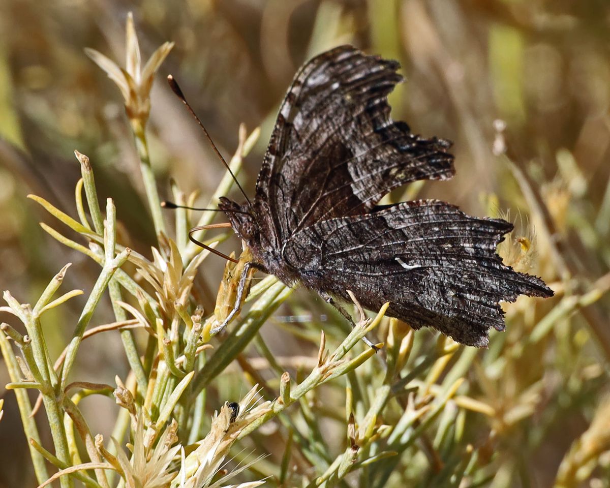 a butterfly sucks nectar