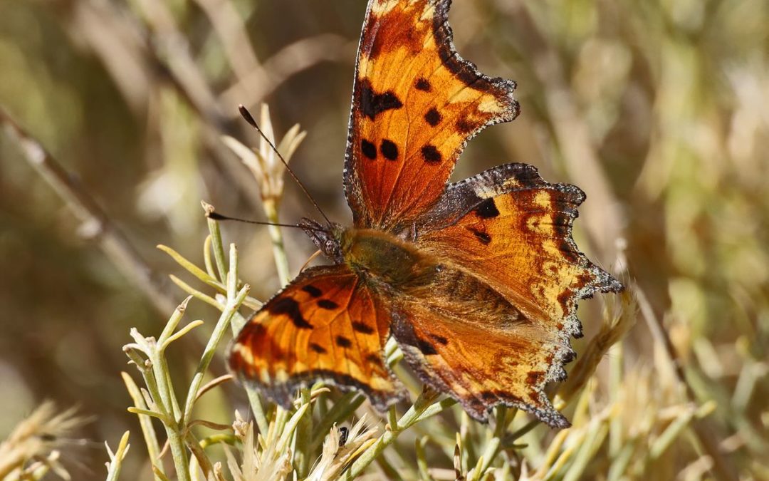 Hoary Comma butterfly