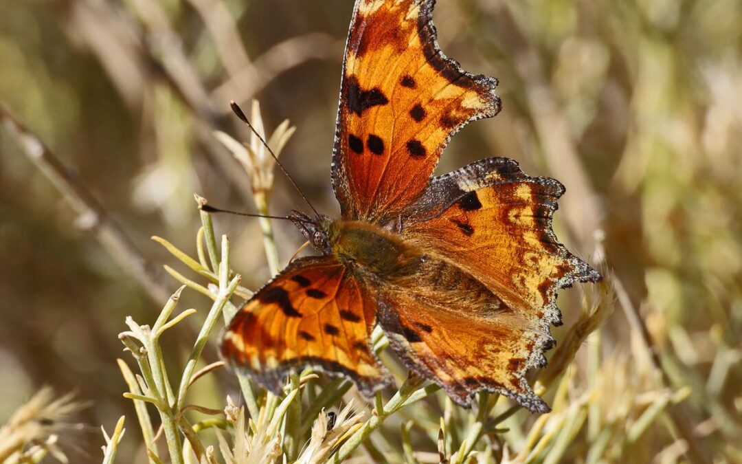 Hoary Comma on Rabbitbush