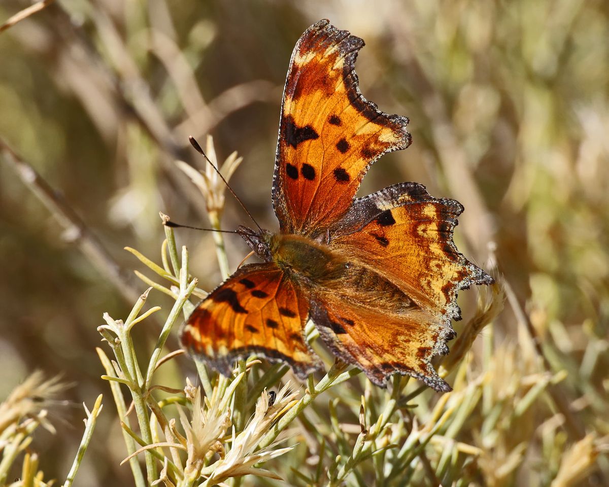 Hoary Comma butterfly