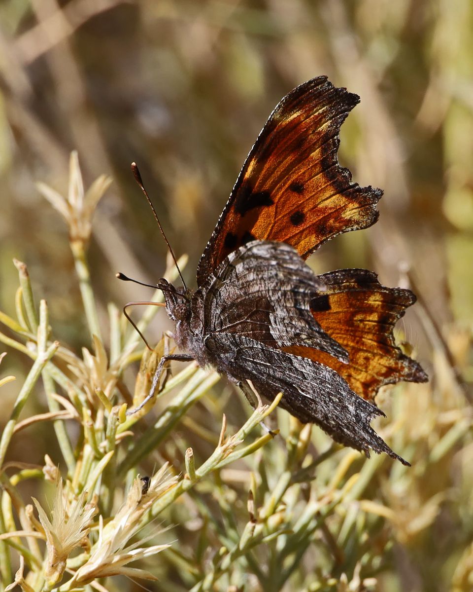 wings look like dead leaves