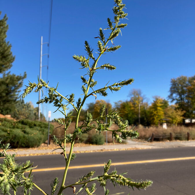 Sandhill Amaranth (Amaranthus arenicola)