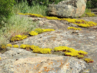 Amerosedum-lanceolatum-Marlene-Bornman