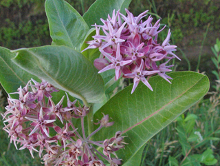 Asclepias speciosa