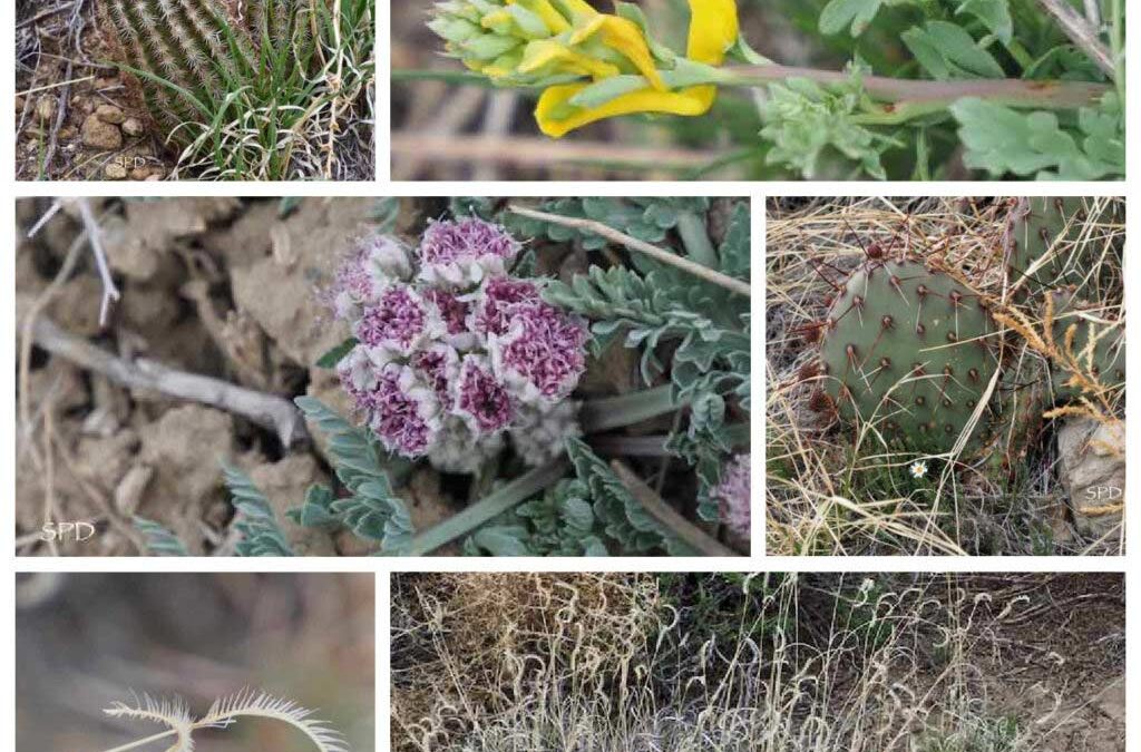 Collage of Pergatoire plants