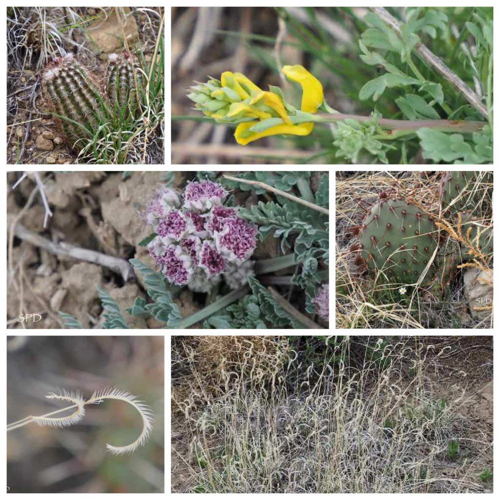 Collage of Pergatoire plants