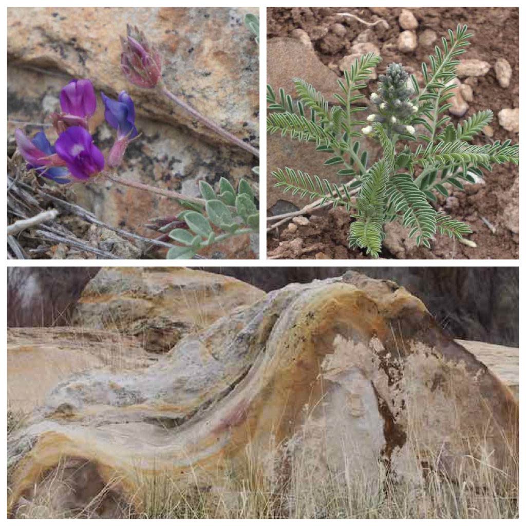 Collage of Pergatoire plants