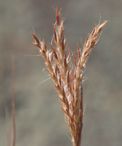 big bluestem in fruit