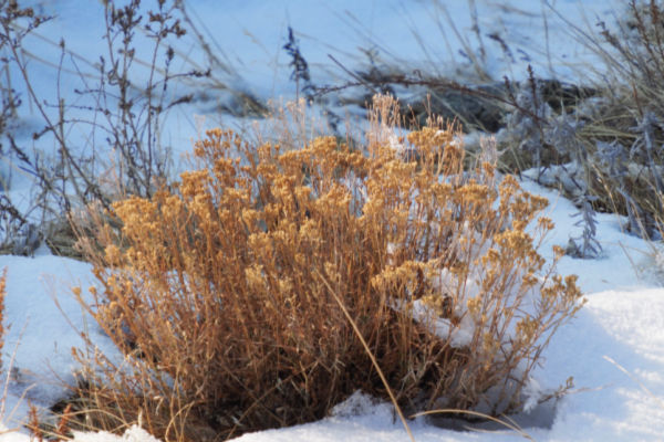 Rabbitbrush in winter