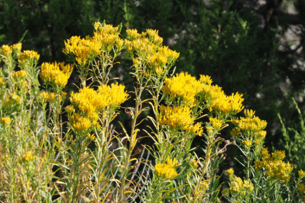 bright yellow rabbitbrush