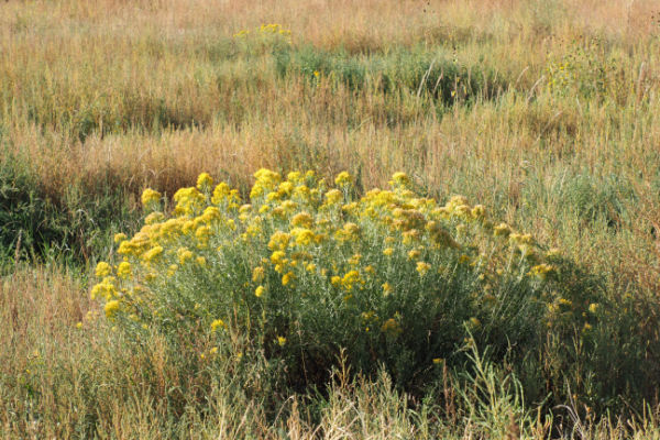 Rabbitbrush