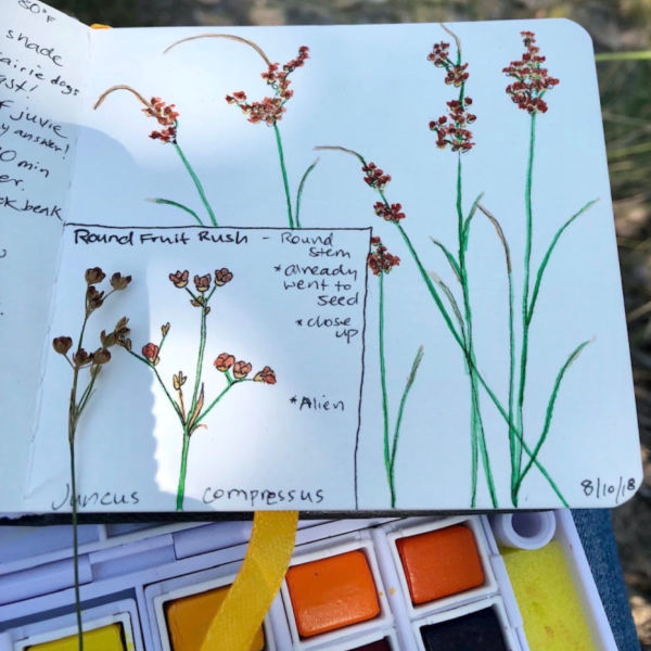 nature journaling