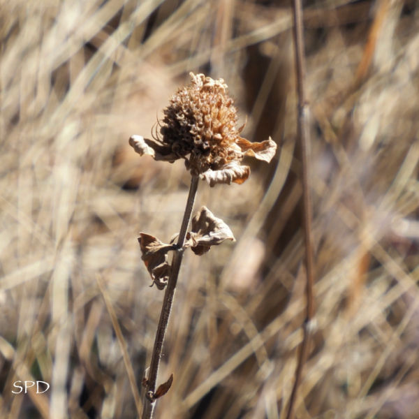 Seed head