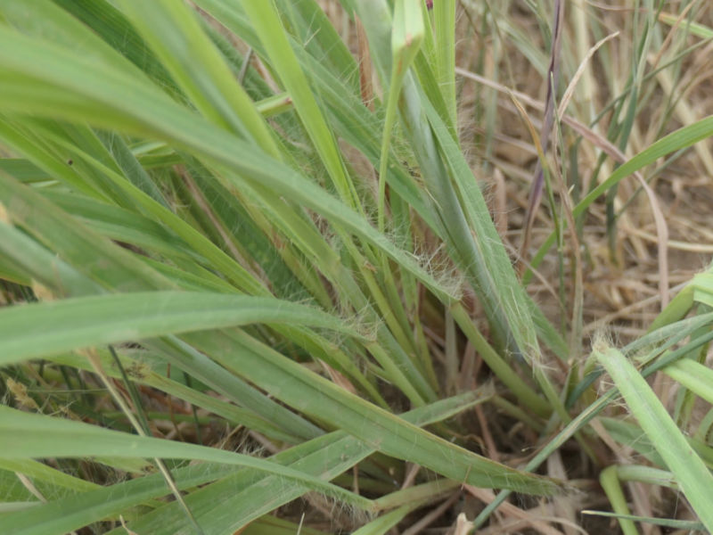 a photo of basal hairs of big bluestem