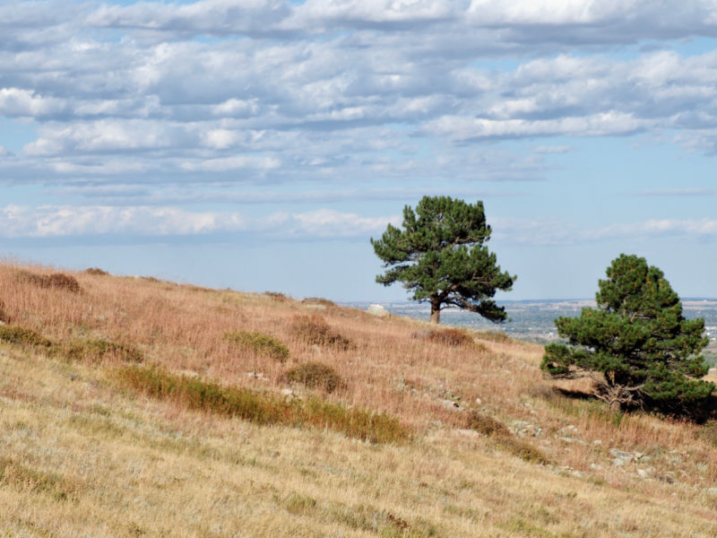 a photo of a field of reddish big and little bluestem