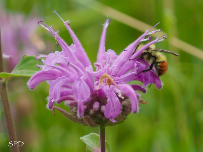 Wild bergamot and a bee.