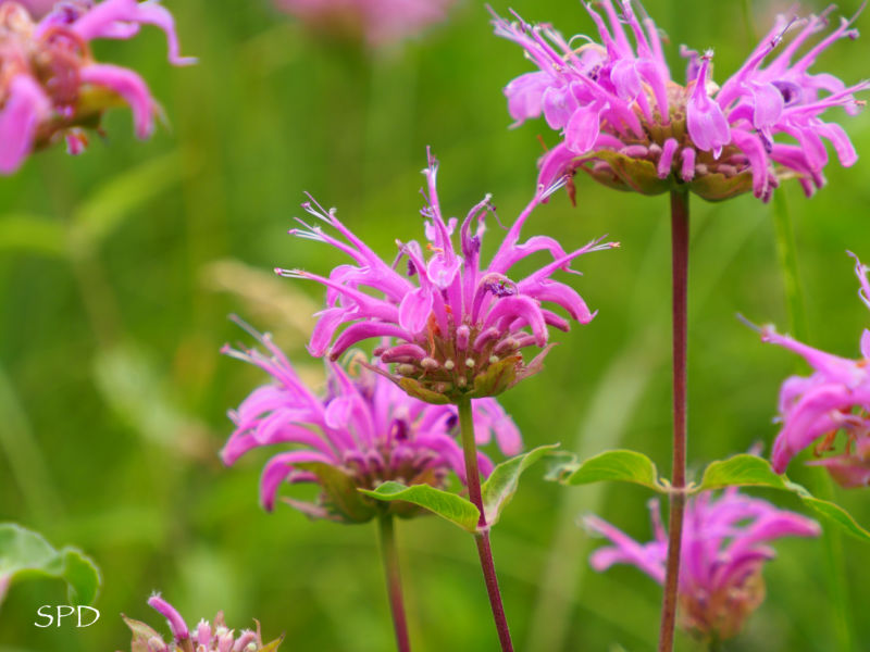 Monarda fistulosa