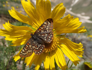 Checkerspot-and-Rydbergia