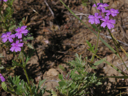 Glandularia bipinnatifida Ewing