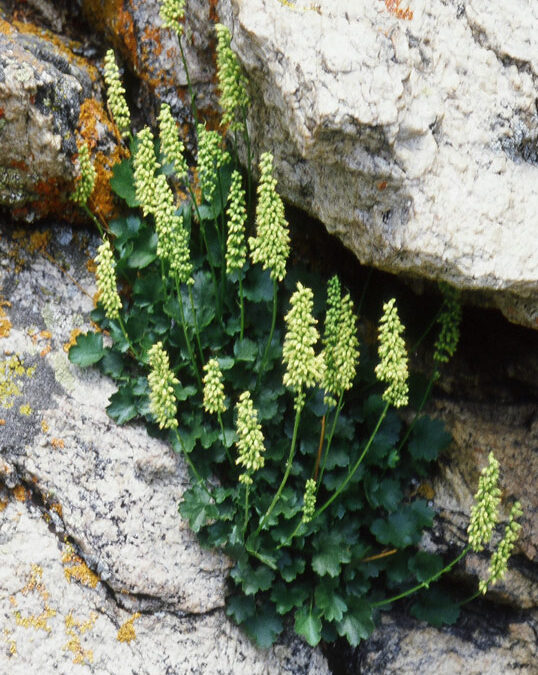 Rocky Mountain Alumwort (Heuchera bracteata)