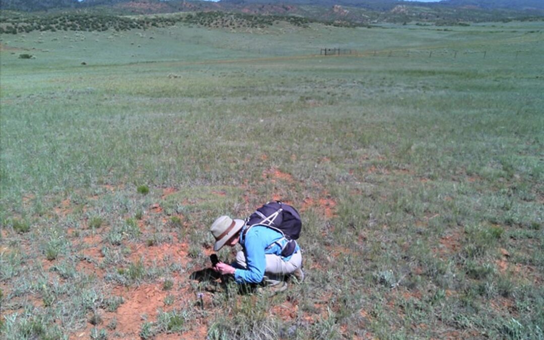 Karen Cleaver Studying at Penstemon eriantherus