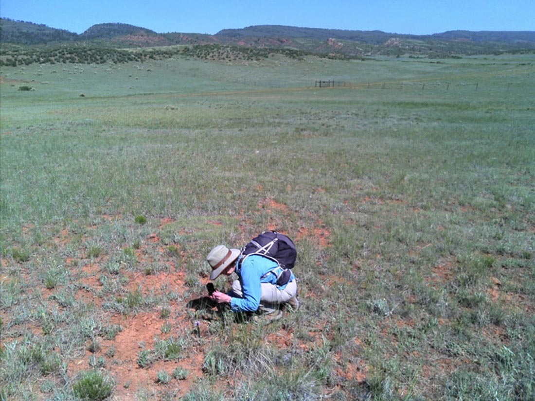 a photo of Karen Cleaver studying at Penstemon eriantherus