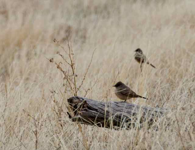 Chickadees in the Pergatoire River.