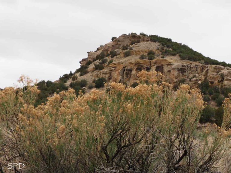 hill of rubber rabbitbrush