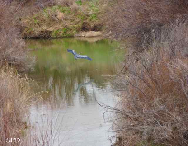 Blue heron in the Pergatoire River.