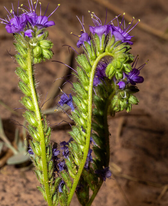 Heliotrope Phacelia (Phacelia crenulata var. corrugata)