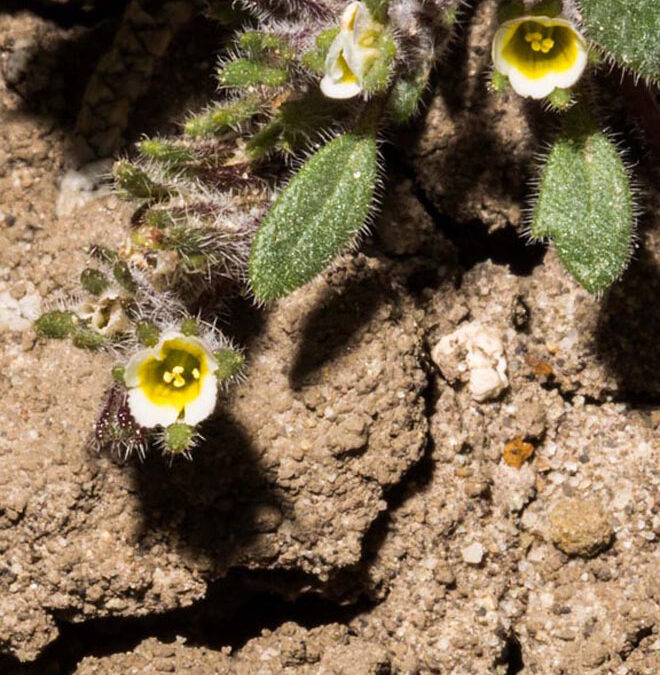 Debeque Phacelia (Phacelia scopulina var. submutica)