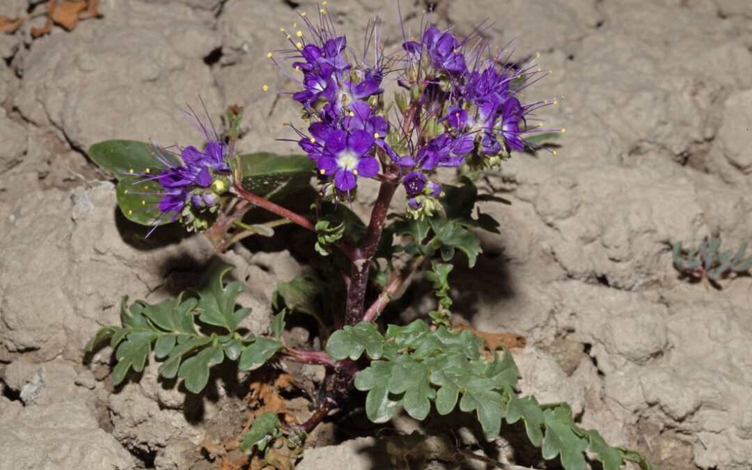 Patch Phacelia (Phacelia splendens)