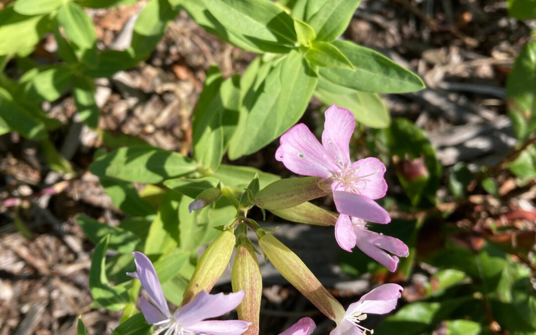 Bouncing Bet (Saponaria officinalis)