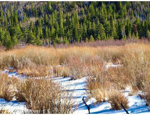 Shribs at Wild Basin