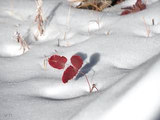 a photo of mountain mahonia repens in snow