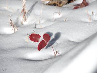 Mahonia repens brilliant in the winter snow